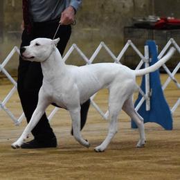 Hayden - Dogo Argentino