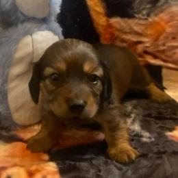 SAJA Boy - Black and tan male Dachshund puppy in Elizabethtown, Kentucky from Teeny Tiny Puppy Tails