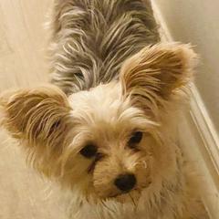 Iris - Yorkshire Terrier