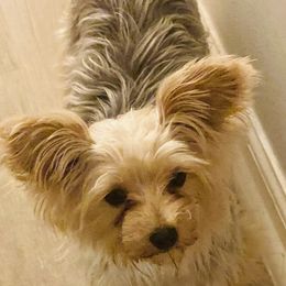 Iris - Yorkshire Terrier