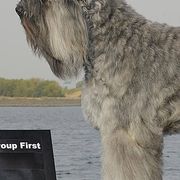 Bouvier des Flandres from Calm Bouviers
