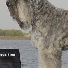 Bouvier des Flandres from Calm Bouviers
