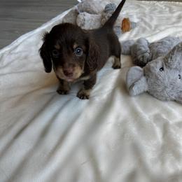 Levi - Chocolate and cream male Dachshund puppy in San Diego, California from Enchantables