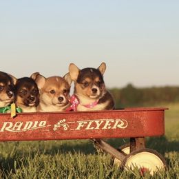 Pembroke Welsh Corgi Puppies from Flat town corgis