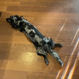 Dachshund Puppies from Dachshund Dad