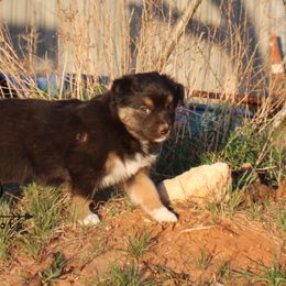 Australian Shepherd Puppies from Rockin D Ranch
