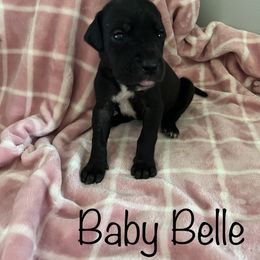 Girl - Black Great Dane puppy in Argenta, Illinois from T3 Enchanted Forrest Danes