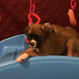 Daisy - Fawn female Boxer puppy in Sugar Land, Texas from House of Onyx Boxers