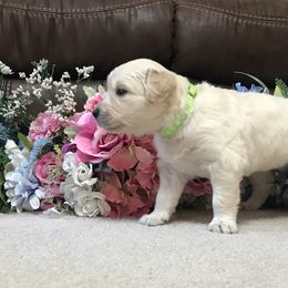 Winnie - Mint - Golden Retriever puppy in Webster City, Iowa from Whispering Pines Precious Puppies