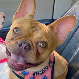 Momo - French Bulldog