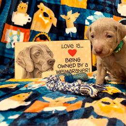 Green Collar - Silver gray male Weimaraner puppy in Sevierville, Tennessee from K&K Weimaraners