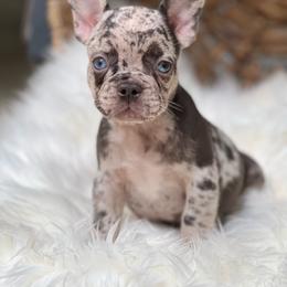 Reserved - Brindle male French Bulldog puppy in Hardy, Arkansas from Caring Hearts Kennel