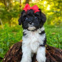 Companion Cross, Havanese, Mal-Shi, Maltese, Maltipoo, Morkie, and Shih Tzu Puppies from Seeking Shalom Acres Maltese, Maltipoos & Havamalts