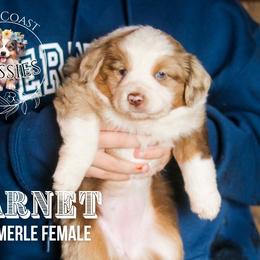 Garnet - Red merle female Miniature American Shepherd puppy in Ferndale, California from Lost Coast Aussies