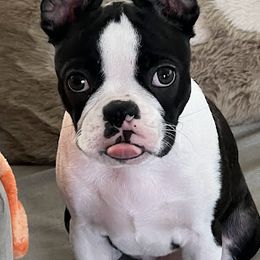 Boston Terrier Puppies from Bethelbreeders