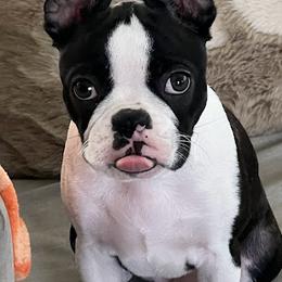 Boston Terrier Puppies from Bethelbreeders