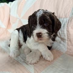 Lill - Liver and white female Springerdoodle puppy in Dundee, Ohio from Evalina Miller's Spaniels
