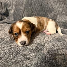 Travis - Dapple male Dachshund puppy in Milo, Missouri from Gillian’s Darling’ Doxies