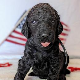 Poodle Puppies from Future Pioneers Farming