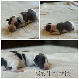 Mr. Thistle - White and blue male Italian Greyhound puppy in Texas from Italian Greyhounds of Frisco