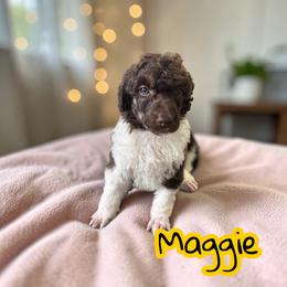 Maggie - Phantom female Poodle puppy in Port Orange, Florida from Daytona’s Standard Poodles