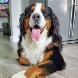 Bernese Mountain Dogs and Cavalier King Charles Spaniels from Premium Puppies