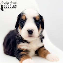 JACK - Tri-color male Bernedoodle puppy in Tipton, Indiana from Country Creek Doodles