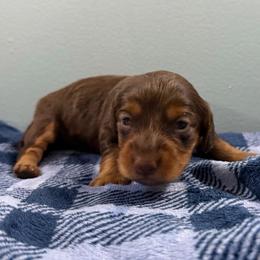 Hazel - Chocolate and tan female Dachshund puppy in Live Oak, Florida from Johnson’s Weiner Farm