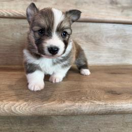 Ruby (Fluffy) - Sable female Pembroke Welsh Corgi puppy in Phelan, California from Desert Sunset Pembroke Welsh Corgis