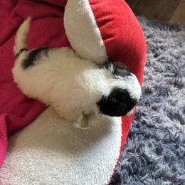 Maltipoo Puppies from Kirksey Texas Elite Maltidoodles