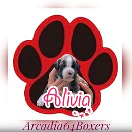 Alivia - Brindle female Boxer puppy in Portland, Maine from Gail's Boxers