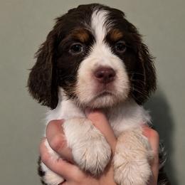 Boston - Liver white and tan male English Springer Spaniel puppy in Fort White, Florida from Thunderbird Springers