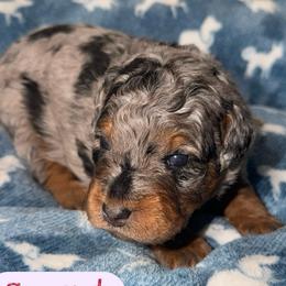 Sunset - Merle female Bernedoodle puppy in Beecher, Illinois from Erica’s Doodles