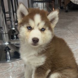 Archer - Red and white female Siberian Husky puppy in Mountain House, California from Limitless Huskies