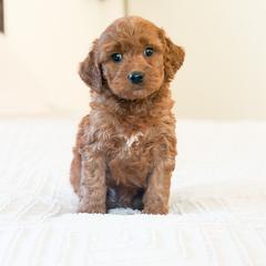 Milo - Red  male Goldendoodle puppy in Sallisaw, Oklahoma from Huddle Puppies