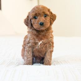 Milo - Red  male Goldendoodle puppy in Sallisaw, Oklahoma from Huddle Puppies