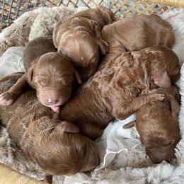 Goldendoodle Puppies from Hilltop Mini and Teddy Bear Doodles