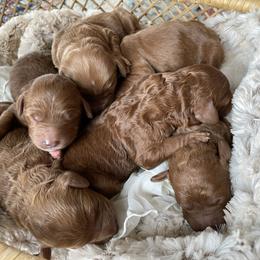 Goldendoodle Puppies from Hilltop Mini and Teddy Bear Doodles