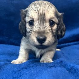 Shaggy - Cream male Dachshund puppy in Memphis, Tennessee from River City Doxies