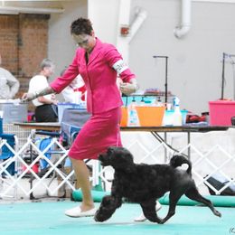 Portuguese Water Dog Puppies from Sherry N Rady