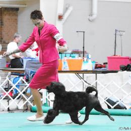 Portuguese Water Dog Puppies from Sherry N Rady
