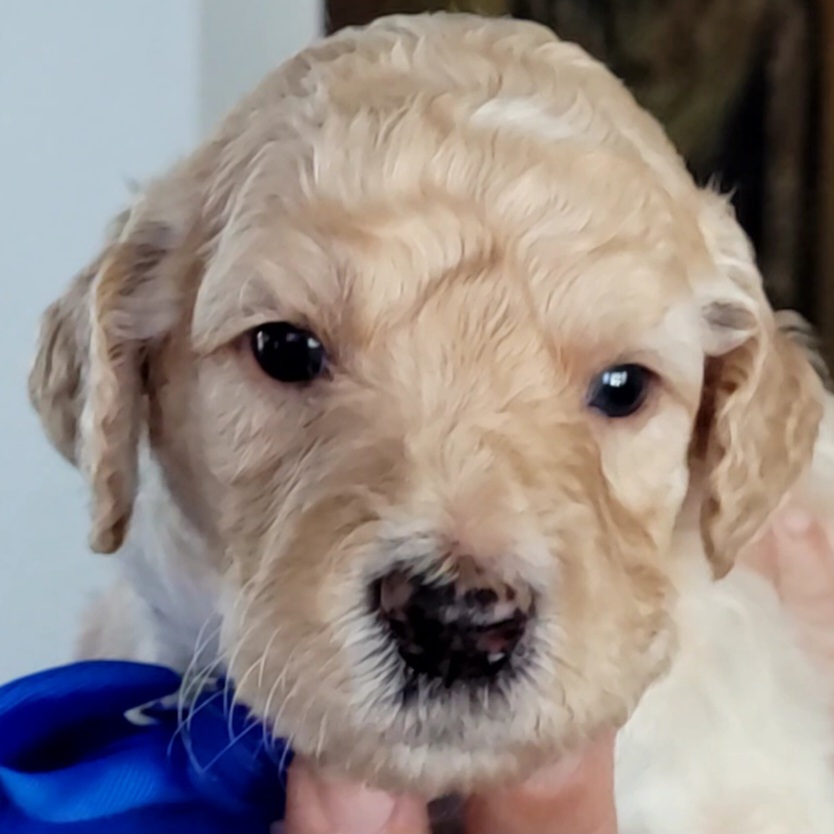 Goldendoodle Puppies from M&M G-Doods