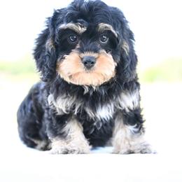 Murphy - Black and tan male Cavapoo puppy in Lawton, Oklahoma from Lindsey’s Cavies