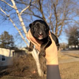 Grumpy - Bi-color male German Shepherd puppy in Perrysburg, Ohio from Fancy GSDs