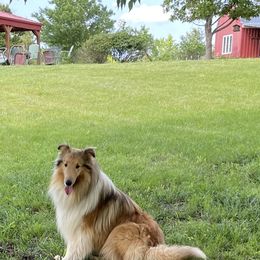 Prince Thunder - Collie