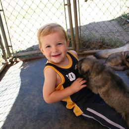 Shiloh Shepherd Puppies from Solace Shilohs