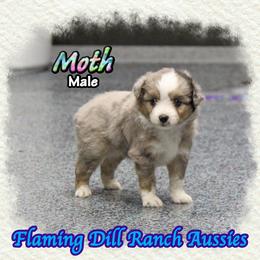 Moth - Blue merle male Toy Australian Shepherd puppy in Forestburg, Texas from Flaming Dill Ranch Aussies