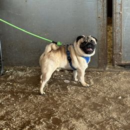 Bo - Pug