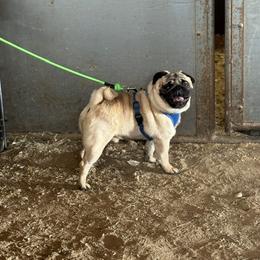 Bo - Pug