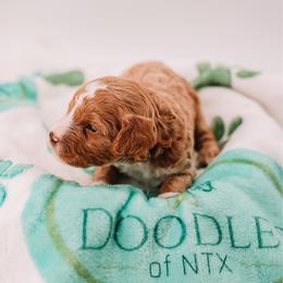 Blue Boy - Apricot male Cavapoo puppy in Mckinney, Texas from Doodles of North Tx